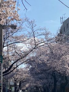 咲き始めの桜